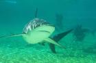 Shark, Sea World, Gold Coast, Queensland, Australia