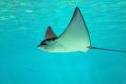 Sting Ray, Sea World, Gold Coast, Queensland, Australia