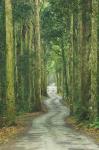 Road through Rainforest, Lamington National Park, Gold Coast Hinterland, Queensland, Australia