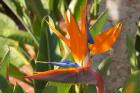 Bird-of-Paradise Flower, Sunshine Coast, Queensland, Australia