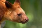 Tree Kangaroo, Australia