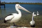 Australian Pelican, Australia