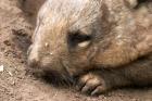 Southern Hairy Nosed Wombat, Australia