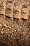 Detail of Crocodile Skin, Australia