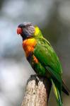 Rainbow Lorikeet, Australia (close up)