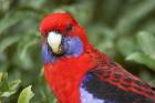 Crimson Rosellas, O'Reilly's Rainforest, Lamington National Park, Queensland, Australia