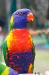 Rainbow Lorikeet, Australia (side view)