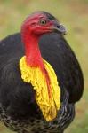 Australian Brush-Turkey, Australia