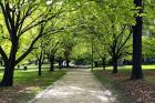 Pathway and Trees, Kings Domain, Melbourne, Victoria, Australia