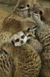 Meerkat Protecting Young, Australia