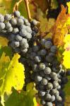 Red Grapes, Boynton's of Bright Vineyard, near Bright, Victoria, Australia