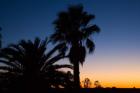 Palm Trees, Sunset, Stuart Highway, Outback, Australia