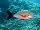 Paddletail fish, Agincourt, Great Barrier Reef, Australia