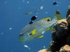 Diagonal-Banded Sweetlips, Great Barrier Reef, Australia