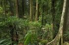 Australia, NSW, Rainforest Trees, Wonga Walk, Dorrigo NP