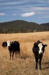 Australia, New South Wales, Wauchope, Cows, Farmland