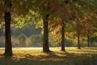 Australia, New South Wales, Khancoban, Autumn