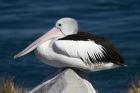 Australian Pelican bird, Blacksmiths, NSW, Australia