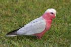 Galah bird, Nambucca Heads, New South Wales, Australia