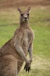 Kangaroo, Trial Bay, New South Wales, Australia