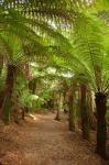 Path to St Columba Falls State Reserve, Australia