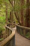 Footpath Through Forest to Newdegate Cave, Tasmania, Australia