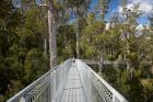 AirWalk, Paths, Tahune Forest, Tasmania, Australia