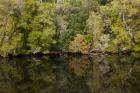 Forest, Gordon Wild Rivers National Park, Australia