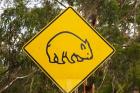 Wombat warning sign, Tasman Peninsula, Australia