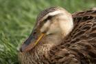 Duck, Richmond, Tasmania, Australia