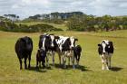 Cows, Farmland, Marrawah, Tasmania, Australia