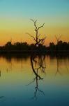 Dead trees, Lily Creek Lagoon, Lake Kununurra, Australia