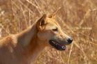 Dingo wildlife, Kakadu NP, Northern Territory, Australia