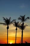 Beach, Palm trees, Mindil Beach, Darwin, Australia