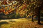 Autumn Trees in Khancoban, Snowy Mountains, New South Wales, Australia