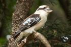 Laughing Kookaburra, Sydney, New South Wales, Australia