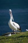 Australian Pelican bird, Blacksmiths, Australia