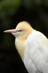 Cattle Egret (Ardea ibis), North Queensland, Australia