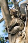 Mother and Baby Koala on Blue Gum, Kangaroo Island, Australia