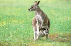 Australia, Kangaroo Island, Western Gray Kangaroos