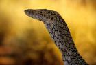 Perentie, Uluru-Kata Tjuta National Park, Australia