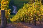Australia, Adelaide Hills, Summertown vineyard