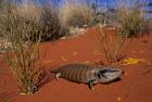 Blue-tongued Skink lizard, Ayers Rock, Australia