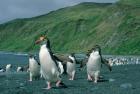 Royal Penguin, Macquarie, Austalian sub-Antarctic