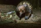 Short Beaked Echidna, Monotreme, Australia