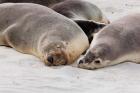 Australian Sea Lion, Kangaroo Island, South Australia