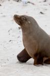 Australian Sea Lion, Kangaroo Island, Australia