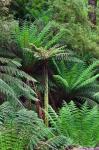 Tree Fern in Melba Gully, Great Otway NP, Victoria, Australia