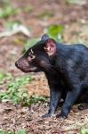 Tasmanian Devil wildlife, Tasmania, Australia