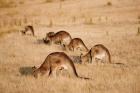 Eastern Grey Kangaroo group grazing